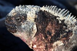galapagos marine iguana by Stewart Smith 